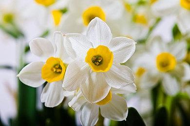 推特粉丝突破500万 《原神》海外官方发布全新贺图